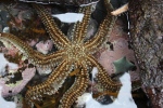 Cap Palliser.
Etoile de mer à7 branches.
C'était assez extraordinaire de voir évoluer cette étoile de mer qui se déplaçait au milieu des rochers.