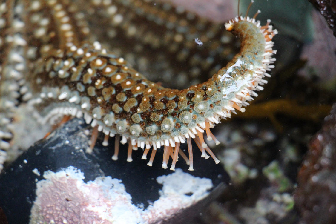 Cap Palliser.
Etoile de mer Ã  7 branches.