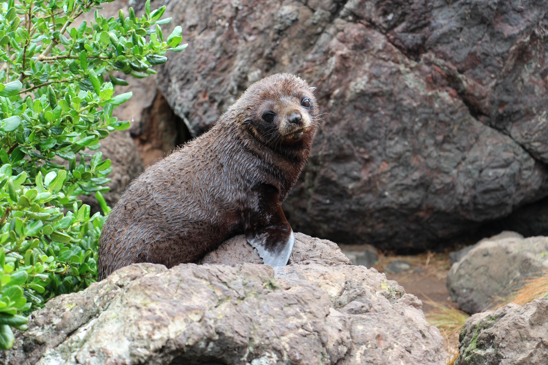 Cap Palliser.
Otarie Ã  fourrure.