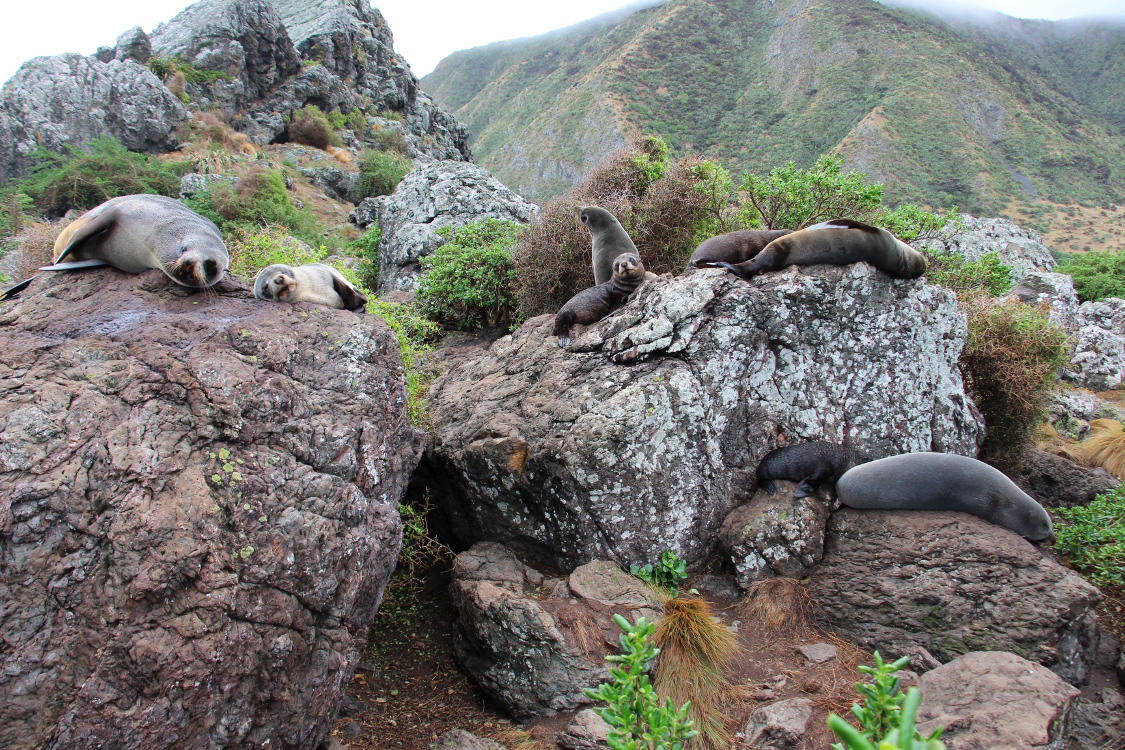 Cap Palliser.
Otaries Ã  fourrure en pleine action.