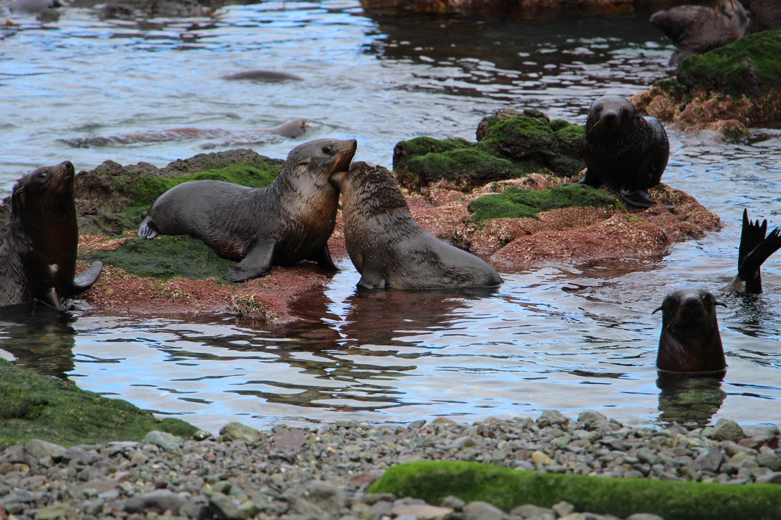 Cap Palliser.
Nous voici Ã  la piscine municipale des otaries. Et on voit qu'elles s'amusent beaucoup !