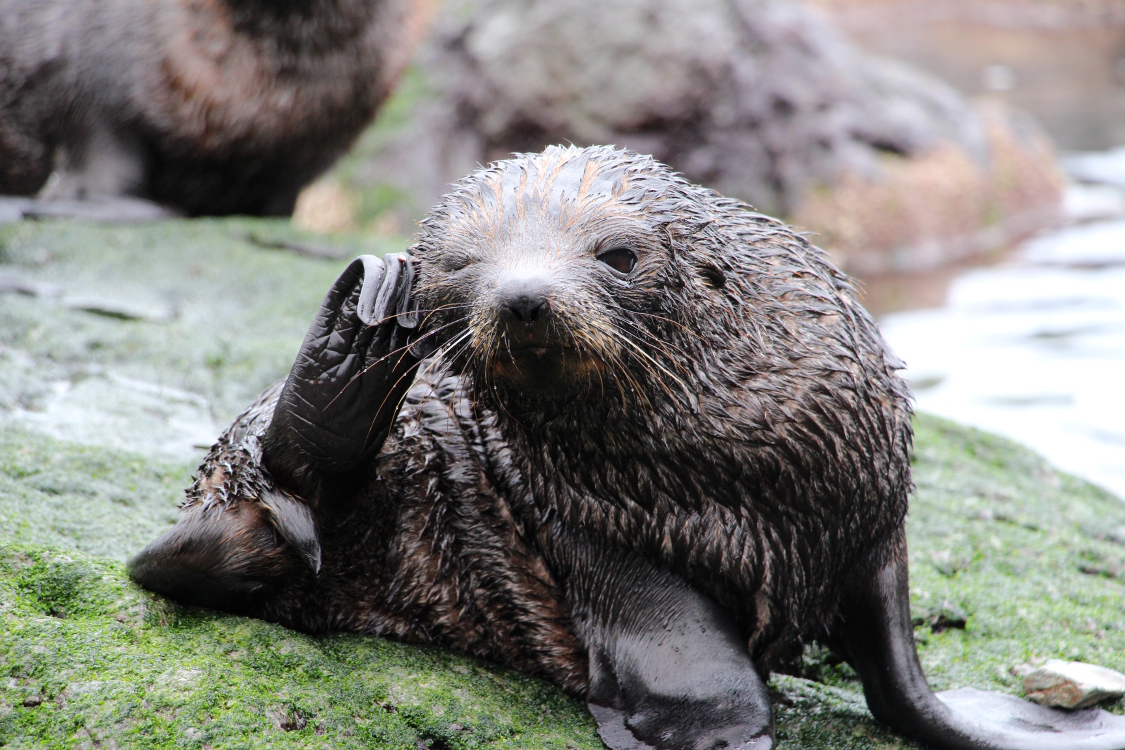 Cap Palliser.
Otaries Ã  fourrure.