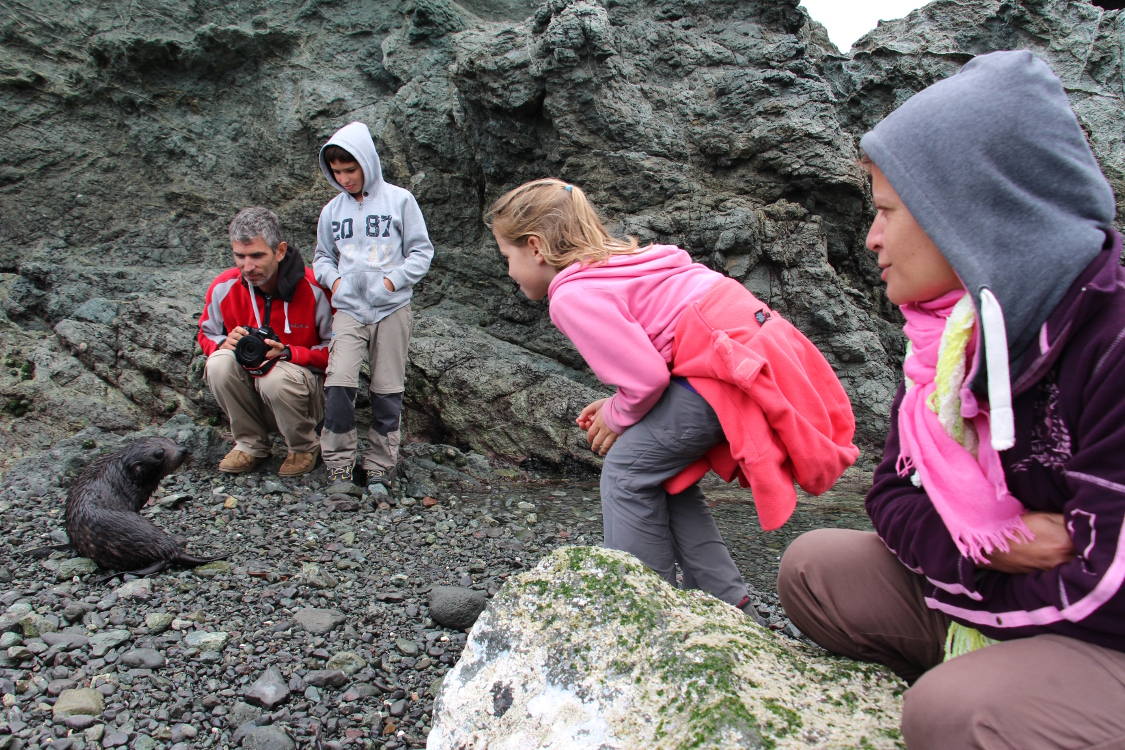 Cap Palliser.
Les otaries sont trÃ¨s curieuses, et viennent nous voir, Ã  chaque fois de plus en plus prÃ¨s ...