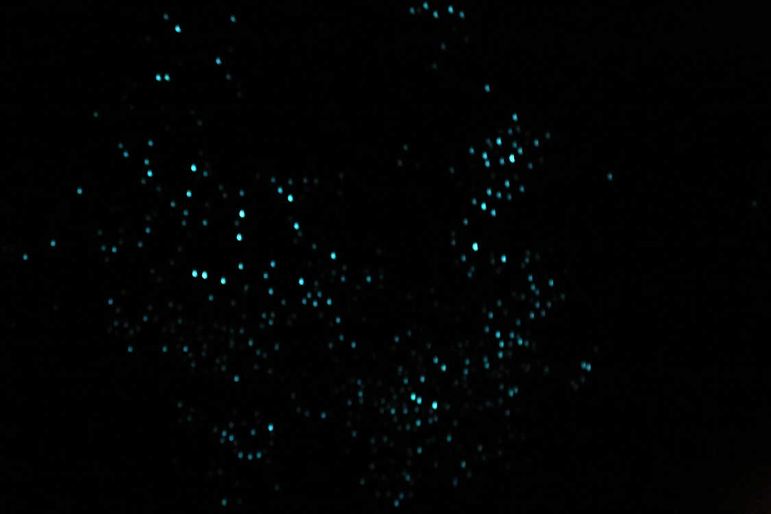 Grottes de Waitomo.
La photo est Ã  titre d'illustration, mais on a vraiment vÃ©cu un moment fÃ©Ã©rique, en parcourant cette grotte sur une barque dans l'obscuritÃ©. On dÃ©couvre alors au plafond une myriade de vers luisants (glowworms) recrÃ©ant une voie lactÃ©e souterraine extraordinaire.