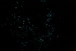 Grottes de Waitomo.
La photo est àtitre d'illustration, mais on a vraiment vécu un moment féérique, en parcourant cette grotte sur une barque dans l'obscurité. On découvre alors au plafond une myriade de vers luisants (glowworms) recréant une voie lactée souterraine extraordinaire.