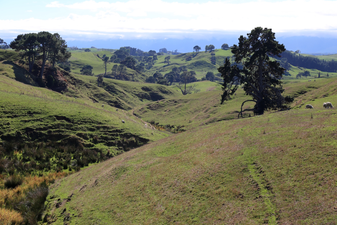 RÃ©gion de Matamata.