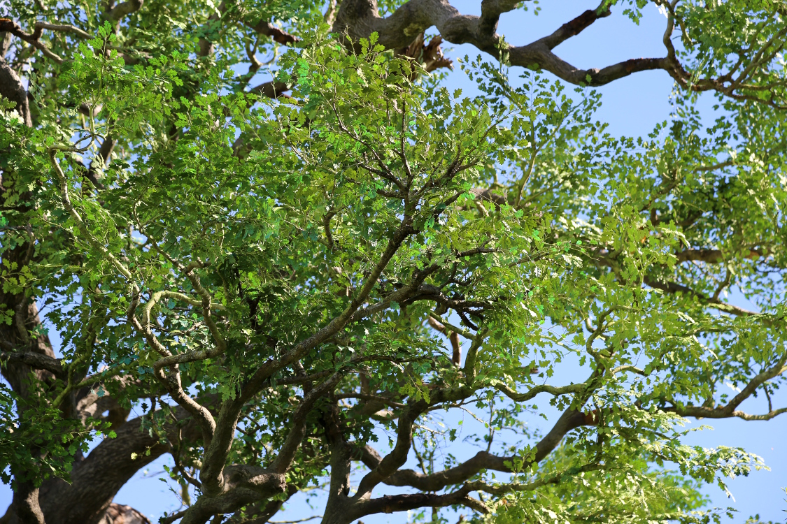 Le Hobbiton.
Le magnifique chÃªne qui trÃ´ne au dessus de la maison de Bilbon est faux ...
Quand le paysage ne colle pas aux souhaits du rÃ©alisateur, les grands moyens sont dÃ©ployÃ©s.
Cet arbre en acier et silicone a Ã©tÃ© fabriquÃ© Ã  partir du moulage d'un chÃªne, et 200 000 feuilles en plastiques ont Ã©tÃ© posÃ©es une par une ...
En visitant le lieu, on se rend compte du travail pharaonique qui a prÃ©cÃ©dÃ© le tournage.