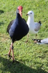 Rotorua.
Quelques mouettes et pukeko viennent nous rendre visite le matin.
Merci àla famille TortuePanda pour avoir trouvé le nom de cet oiseau, que l'on trouve principalement en Australie et en Nouvelle-Zélande.