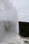 Sud de Rotorua.
Geyser de Lady Knox.
Le guide introduit du savon dans le geyser (??!!), et quelques minutes plus tard, le geyser se met en route ...
La découverte de ce phénomène a été faite par des maoris qui venaient faire leur lessive dans cette zone où l'eau était bien chaude. Et un jour, quelqu'un laissa tomber son savon dans l'eau ...