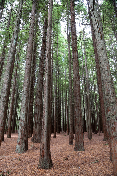 Rotorua.
ForÃªt de Whakamarawera, ou redwood (sÃ©quoias).