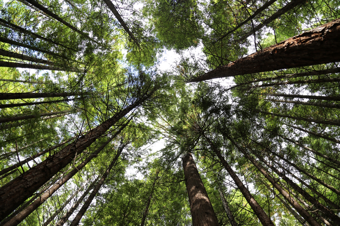 Rotorua.
ForÃªt de Whakamarawera, ou redwood (sÃ©quoias).