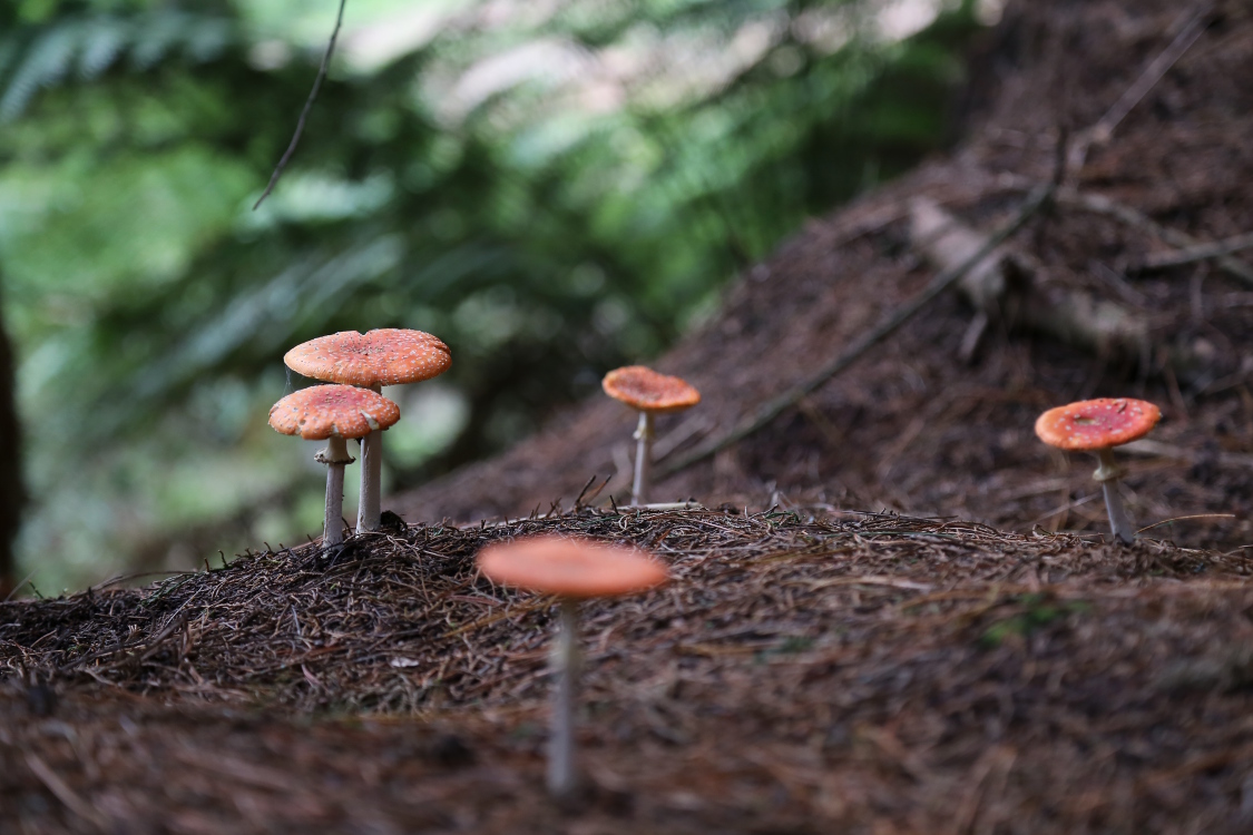 Rotorua.
ForÃªt de Whakamarawera, ou redwood (sÃ©quoias).