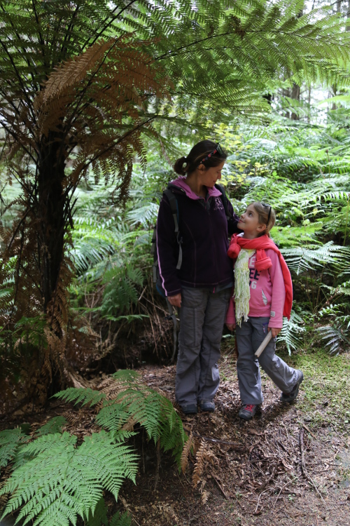 Rotorua.
ForÃªt de Whakamarawera, avec quelques fougÃ¨res arborescentes.