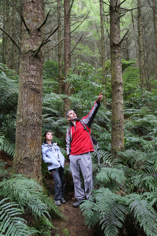 Rotorua.
ForÃªt de Whakamarawera, ou redwood (sÃ©quoias).