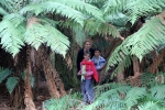 Rotorua.
Forêt de Whakamarawera, ou redwood (séquoias).
Les fougères sont tellement grandes, que l'on a pu se faire une partie de cache-cache !