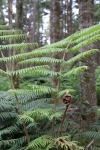 Rotorua.
Forêt de Whakamarawera, ou redwood (séquoias).