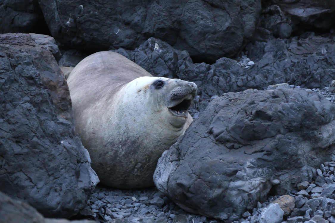 Cap Palliser.
On ne sait pas quel est cet animal ...
Et on compte sur Nico de la famille TortuePanda pour trouver ce que c'est.
En tout cas, c'Ã©tait Ã©norme !...