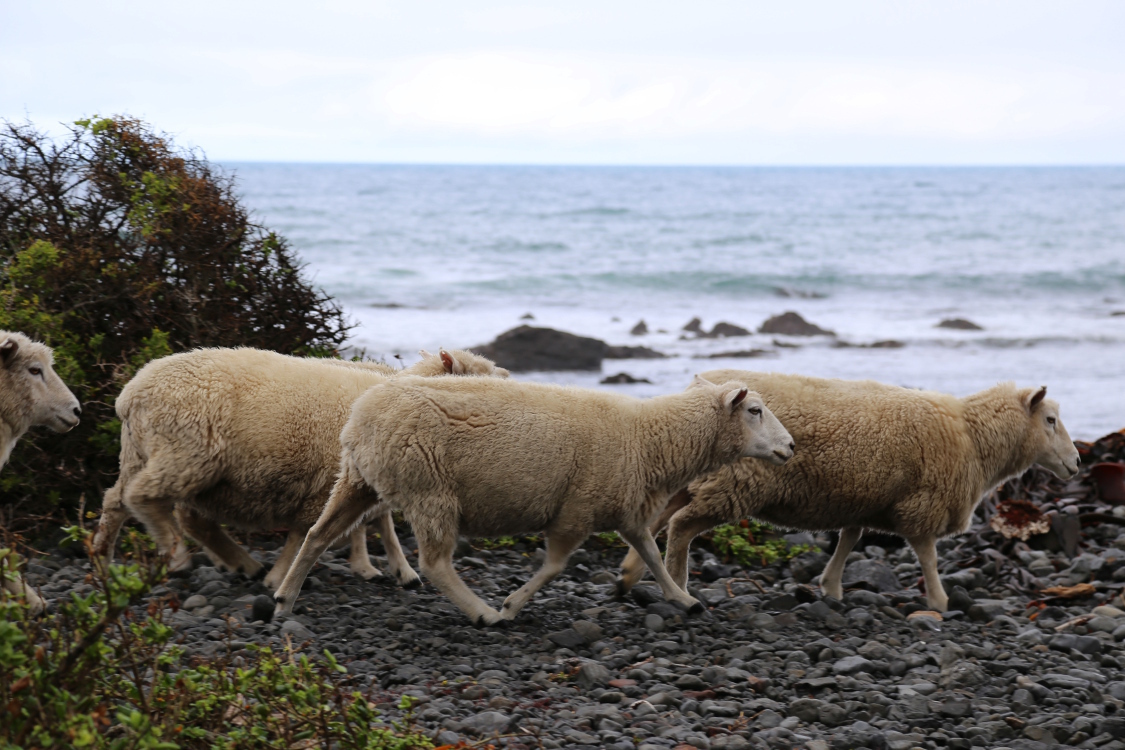 Cap Palliser.
Ici, les moutons et vaches sont en libertÃ©. Ils se promÃ¨nent aussi bien dans les pÂ¢turages que sur la plage.