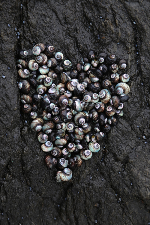 Cap Palliser.
C'est notre petit cÃ´tÃ© Yann Arthus-Bertrand ... un cÅ“ur vivant. D'ailleurs, quelques minutes aprÃ¨s, les coquillages Ã©taient presque tous partis.