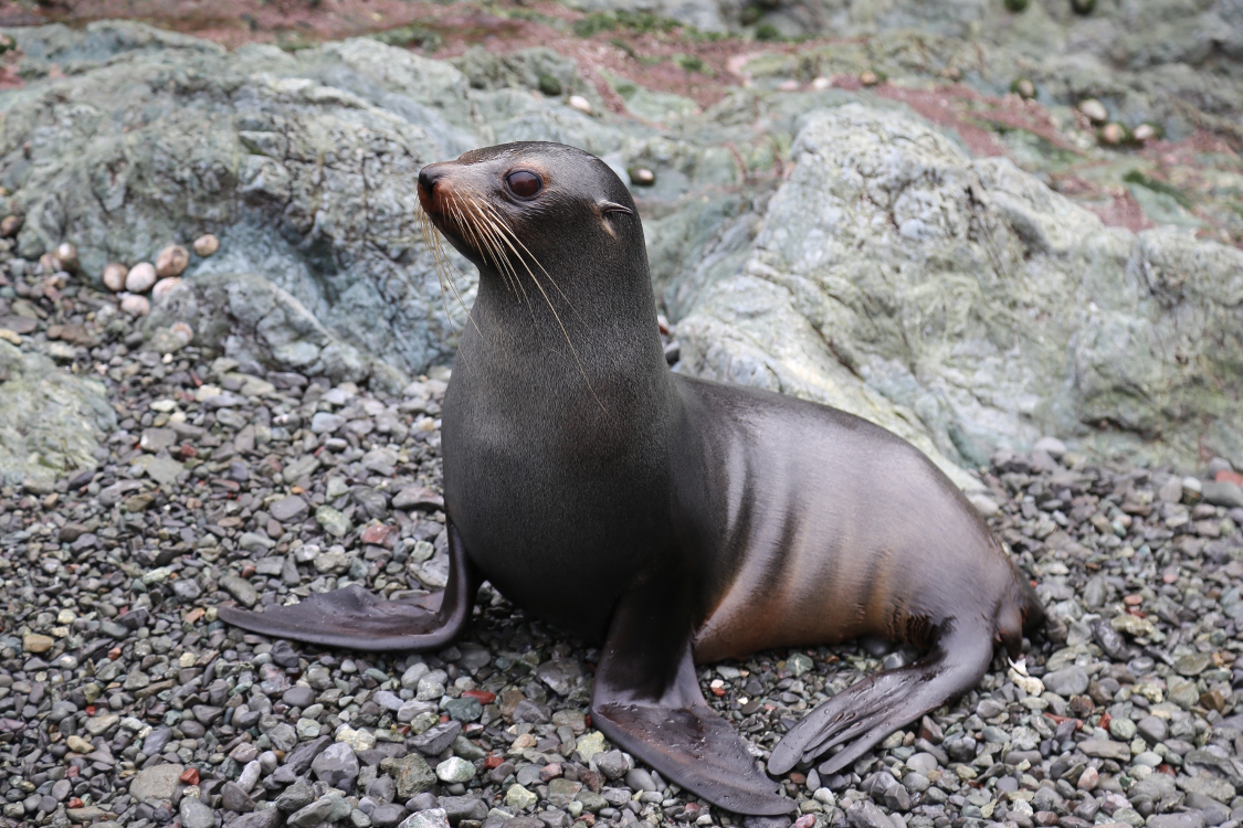 Cap Palliser.
Une otarie mais pas Ã  fourrure ... on ne sait pas vraiment quelle espÃ¨ce cela peut Ãªtre ...