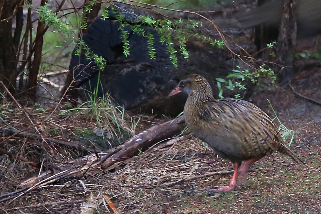 Marlborough Sounds.
On a rencontrÃ© quelques spÃ©cimens de WÃ©ka, un oiseau incapable de voler (Ã  quoi cela sert-il d'Ãªtre un oiseau ???), comme le kiwi notamment.
Certains lâ€™appellent la poule Maori, car un lien trÃ¨s fort unit ce peuple Ã  cet animal, soit disant trÃ¨s intelligent ...