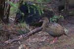 Marlborough Sounds.
On a rencontré quelques spécimens de Wéka, un oiseau incapable de voler (àquoi cela sert-il d'être un oiseau ???), comme le kiwi notamment.
Certains l’appellent la poule Maori, car un lien très fort unit ce peuple àcet animal, soit disant très intelligent ...