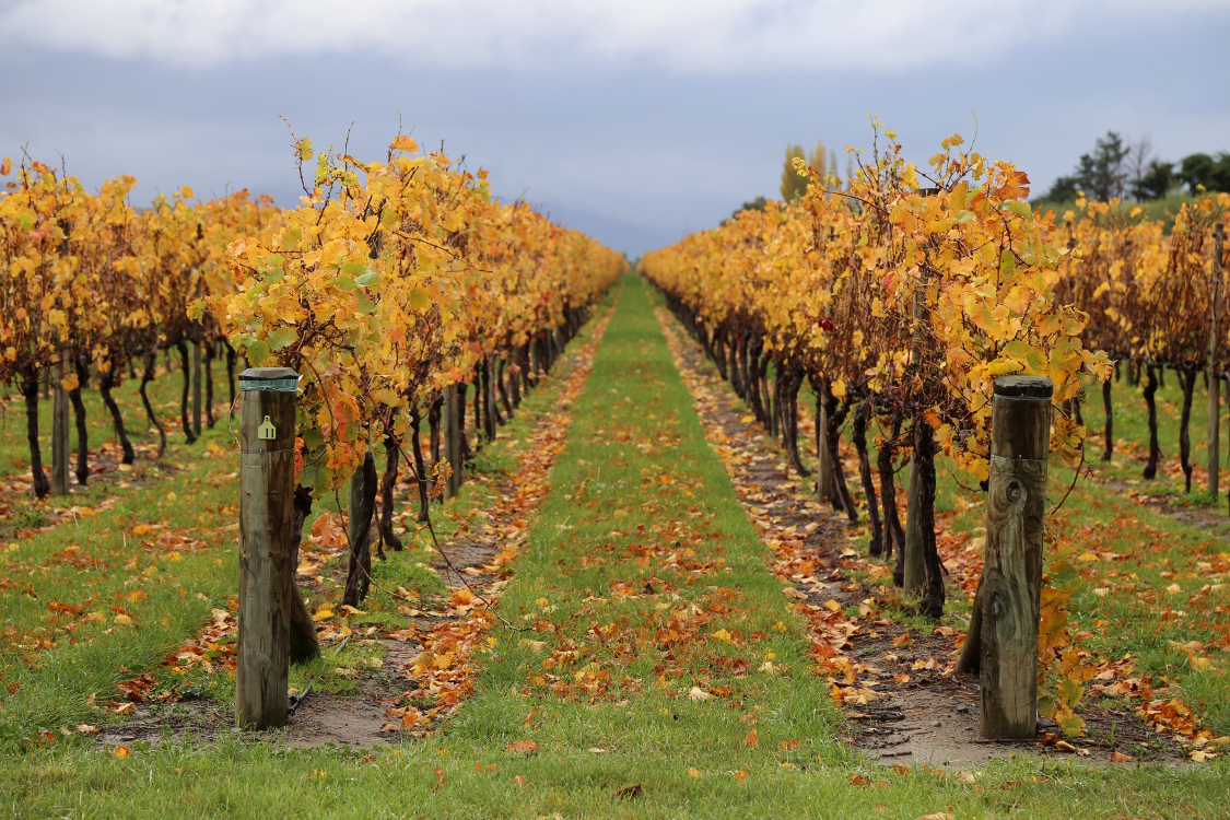 Marlborough.
Cette rÃ©gion est la plus importante rÃ©gion vinicole de Nouvelle ZÃ©lande, notamment connue pour ses vins de Sauvignon blanc.