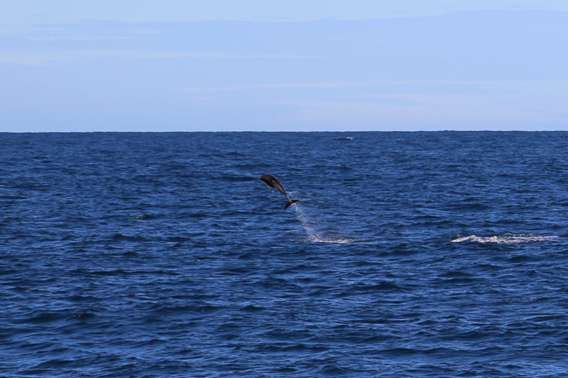 Kaikoura.
Quel saut !