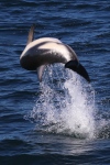 Kaikoura.
Show des dauphins obscurs.
On les appelle également dauphins de Gray.