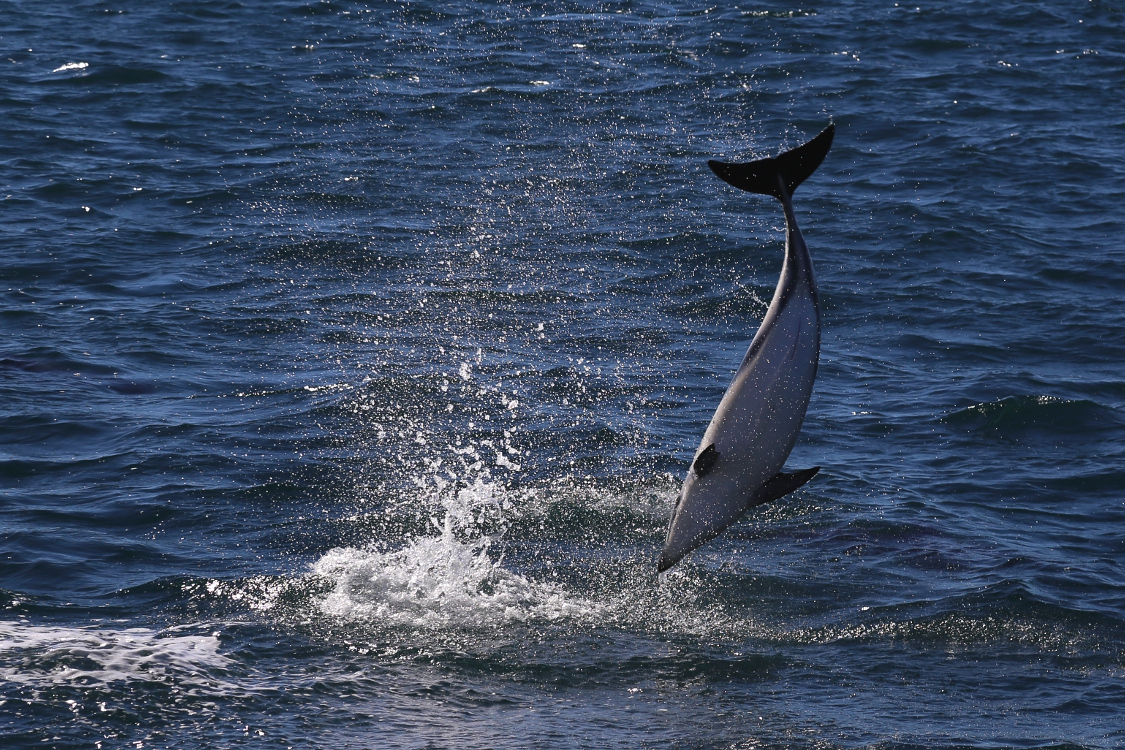Kaikoura.
Show des dauphins obscurs.