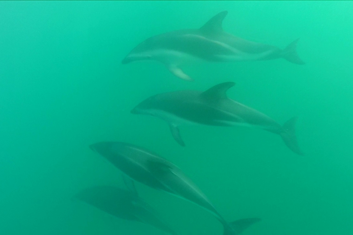Kaikoura.
Les mÃªmes dauphins, sous l'eau ...
