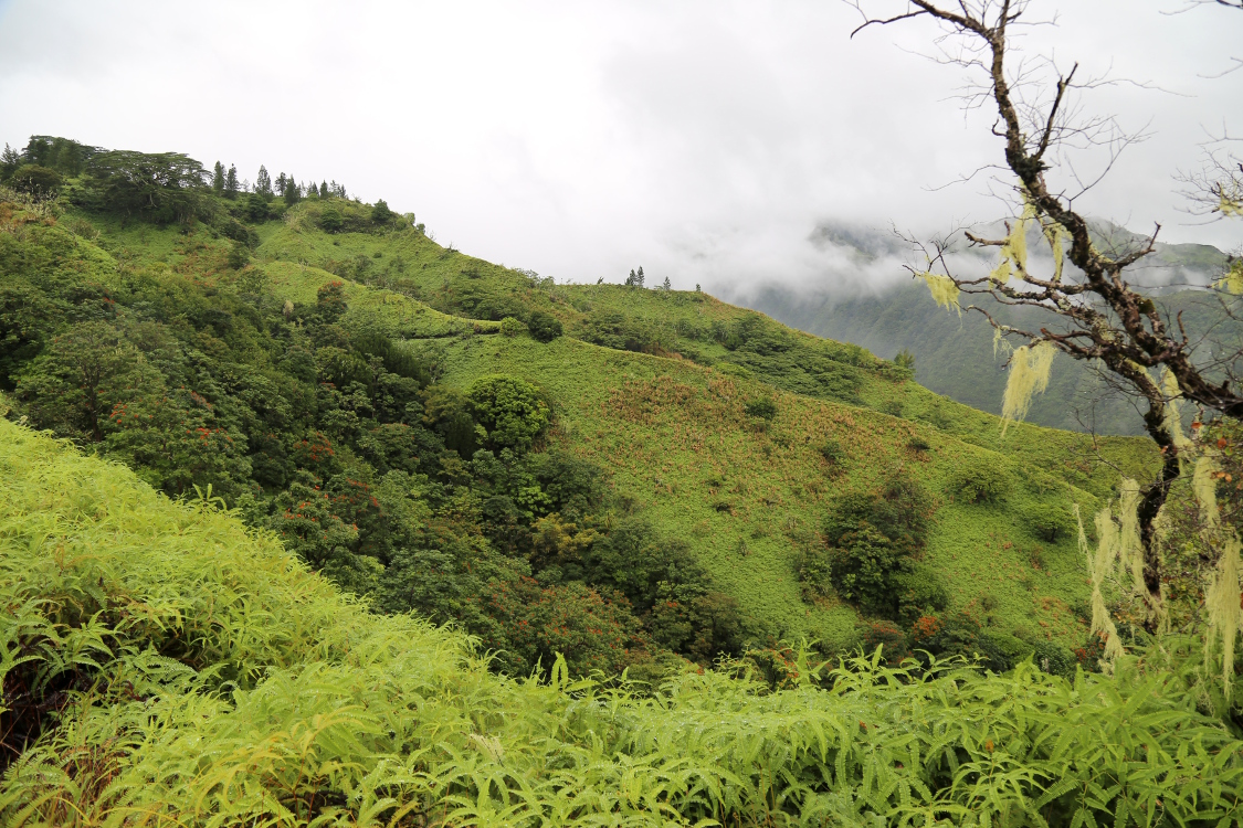 Tahiti.
Au premier plan, des cheveux d'ange.