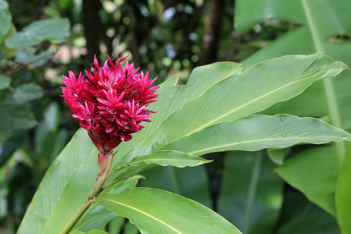 Moorea.
RandonnÃ©e du col des 3 cocotiers.