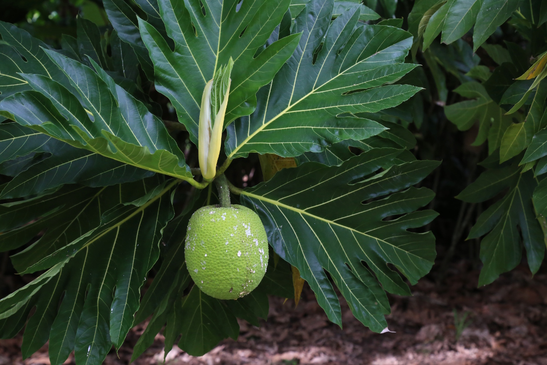 Moorea.
RandonnÃ©e du col des 3 cocotiers.
Le fruit Ã  pain ou uru est le fruit de l'arbre Ã  pain.
C'est un aliment assez prÃ©sent dans la cuisine polynÃ©sienne, et on a bien aimÃ© !