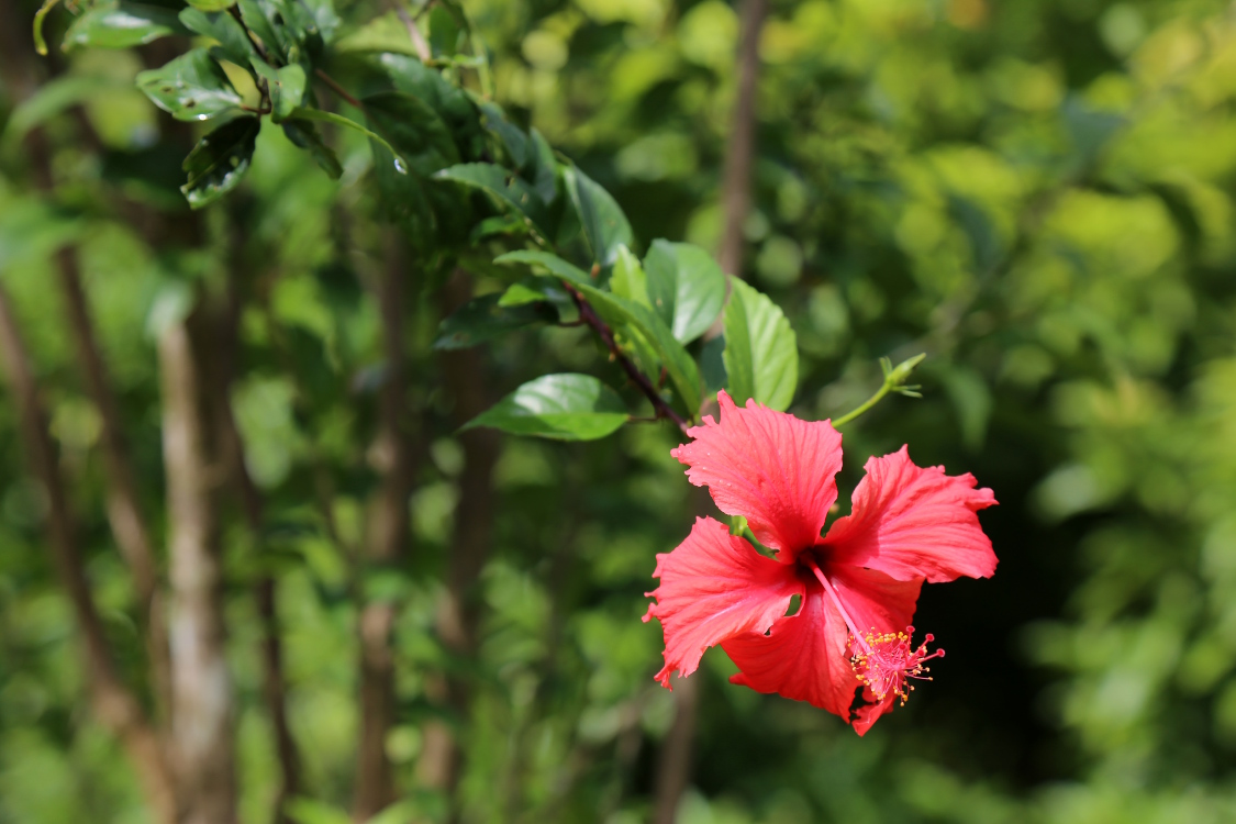 Moorea.
RandonnÃ©e du col des 3 cocotiers.
Fleur d'hibiscus, typique de la PolynÃ©sie.