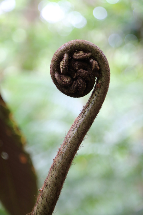 Moorea.
RandonnÃ©e du col des 3 cocotiers.
Petit souvenir de Nouvelle ZÃ©lande avec ces fougÃ¨res si caractÃ©ristiques.