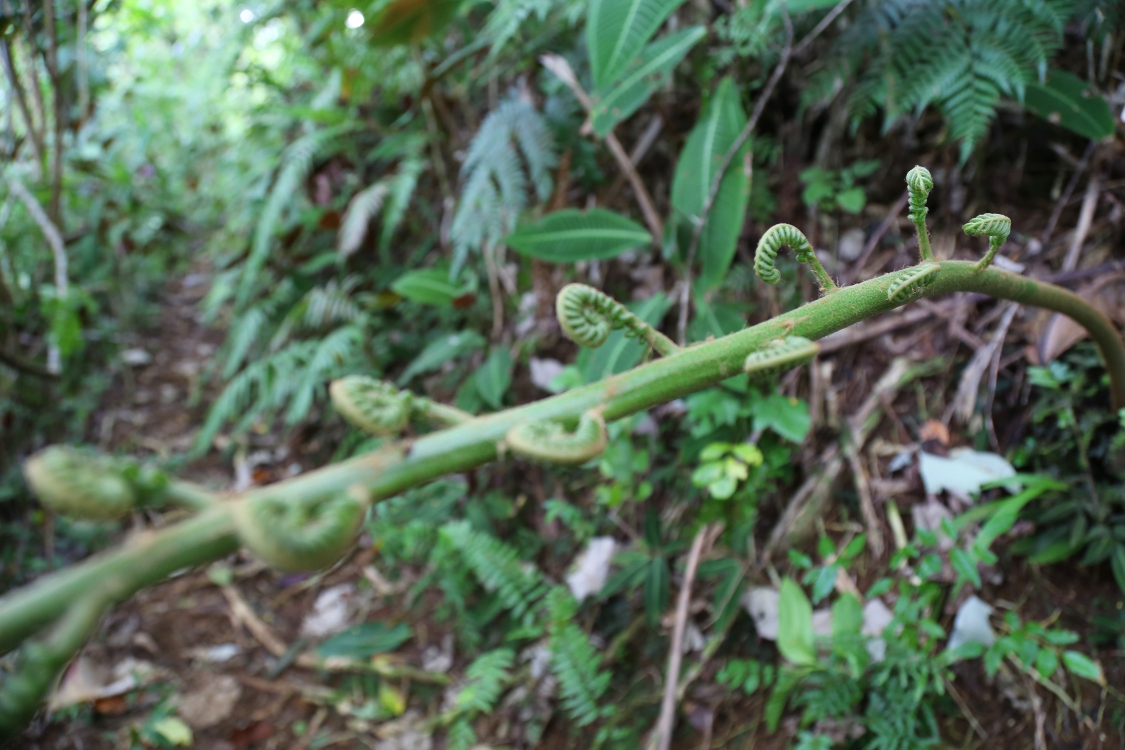 Moorea.
RandonnÃ©e du col des 3 cocotiers.