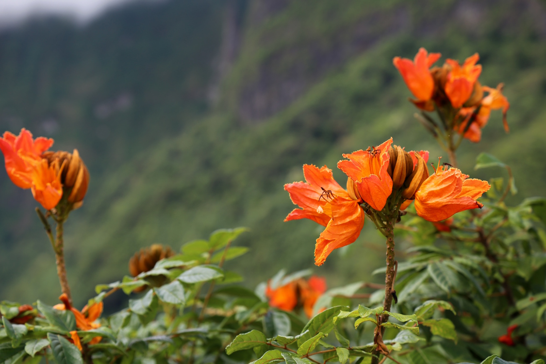 Moorea.
RandonnÃ©e du col des 3 cocotiers.