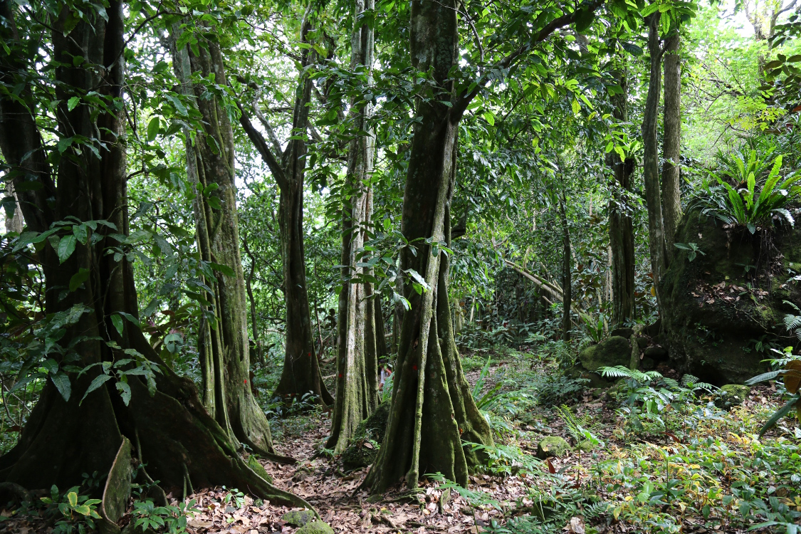 Moorea.
RandonnÃ©e du col des 3 cocotiers.