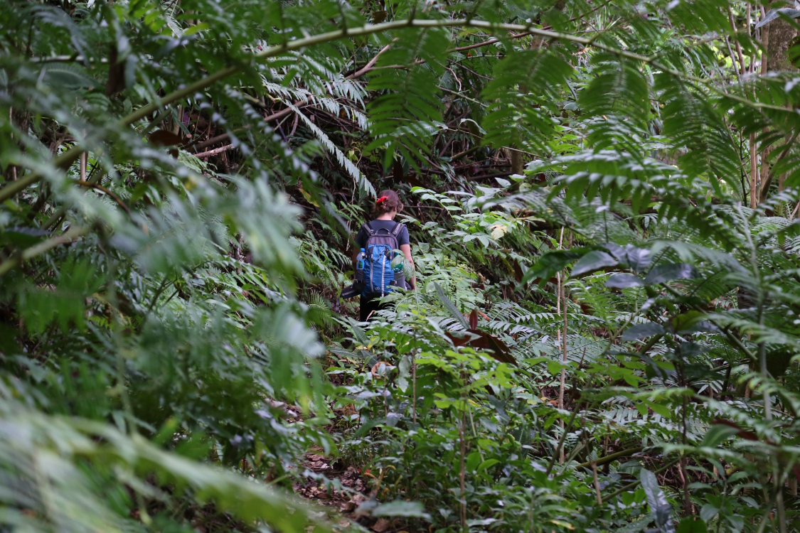 Moorea.
RandonnÃ©e du col des 3 cocotiers.