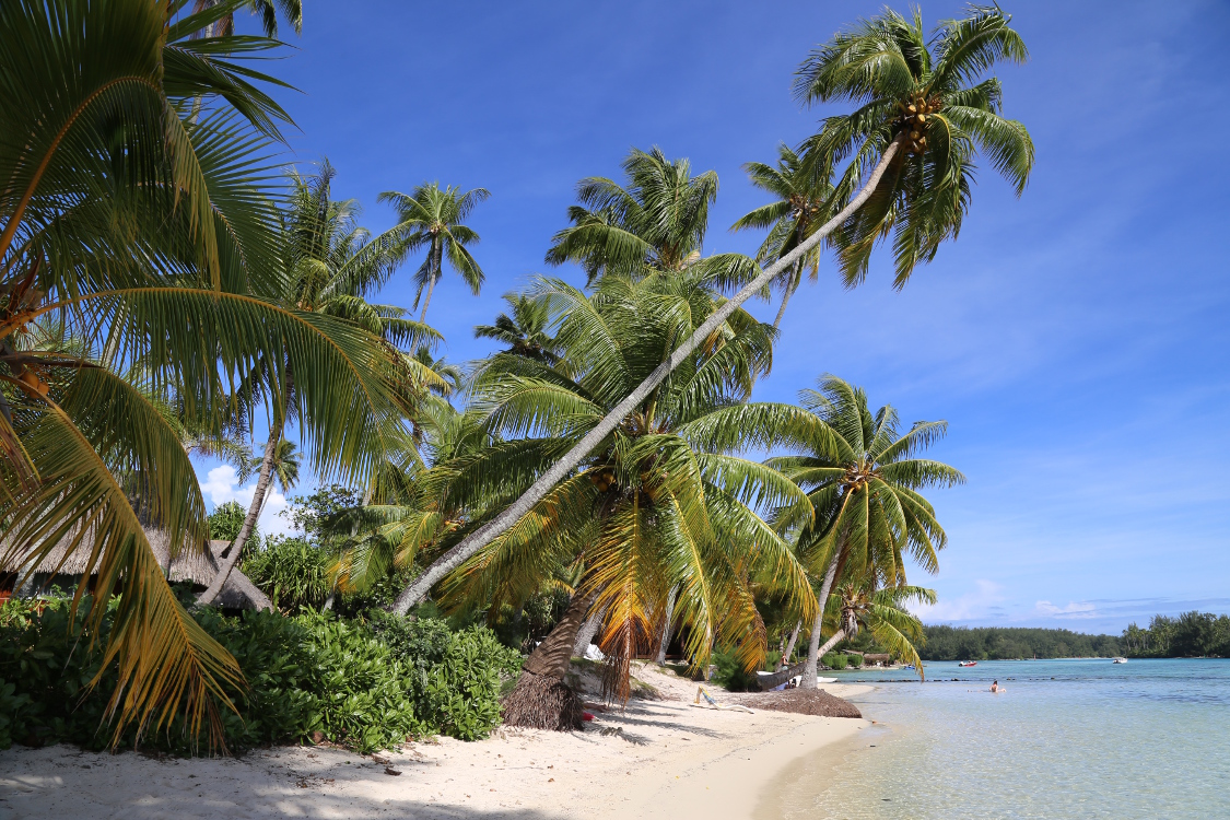 Moorea.
Plage des tipaniers.