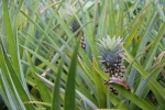 Moorea.
Route des ananas.