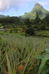 Moorea.
Route des ananas.