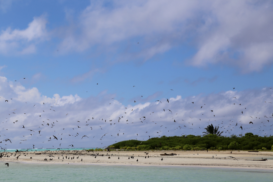 Atoll de Tetiaroa.
Un des magnifique motus est appelÃ© l'Ã®le aux Oiseaux. Ici nidifient des noddis, des frÃ©gates et des fous.