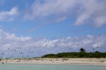 Atoll de Tetiaroa.
Un des magnifique motus est appelé l'île aux Oiseaux. Ici nidifient des noddis, des frégates et des fous.
