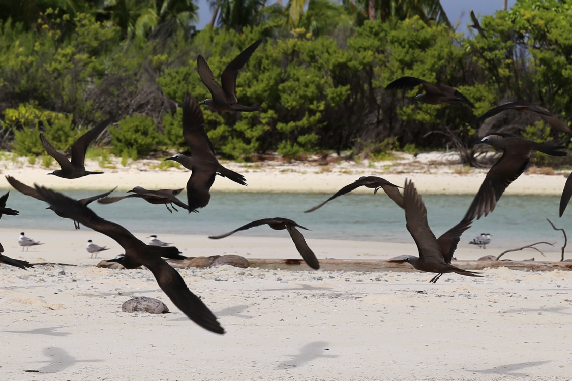 Atoll de Tetiaroa.
Envol de noddis.
