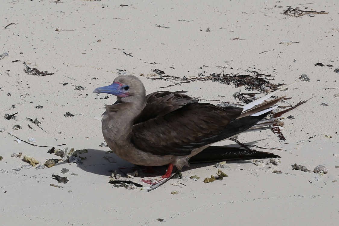 Atoll de Tetiaroa.
Un fou Ã  pieds rouges.
On ne sait pas qui donne les noms, mais on prÃ©fÃ©rerait un fou Ã  bec bleu !