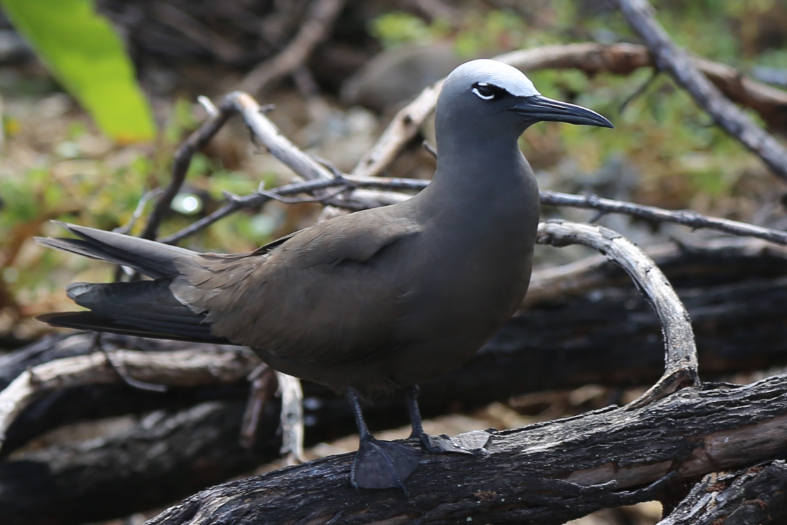 Atoll de Tetiaroa.
Un noddi.