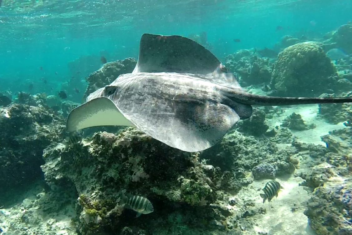 Moorea.
Magnifique balai de raies pastenagues.
Leurs ondulations sont superbes, mais on n'est pas toujours trÃ¨s rassurÃ© quand on aperÃ§oit leur dard ...