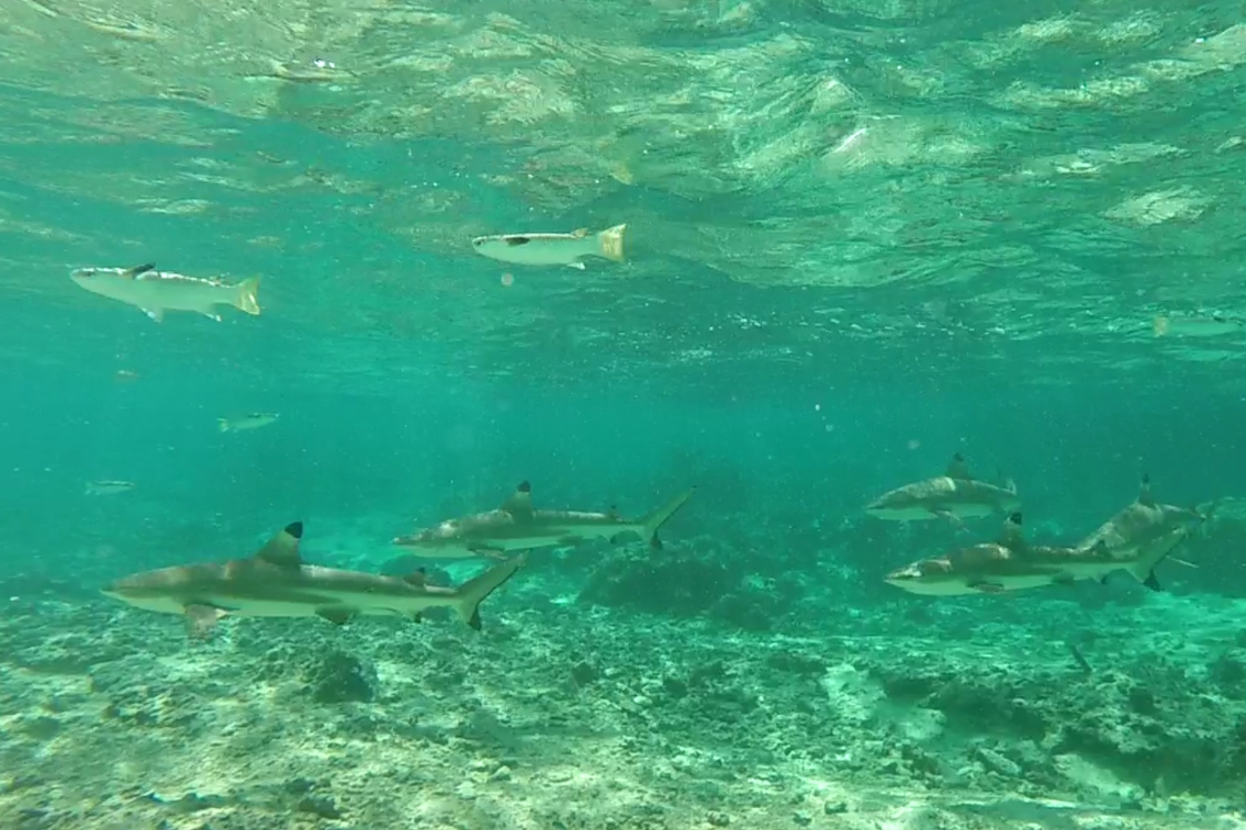 Moorea.
Requins Ã  pointe noire ...
On a beau nous dire qu'ils sont inoffensifs, ils restent impressionnant pour nous.